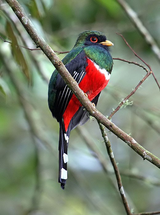 Masked Trogon - ML205480841