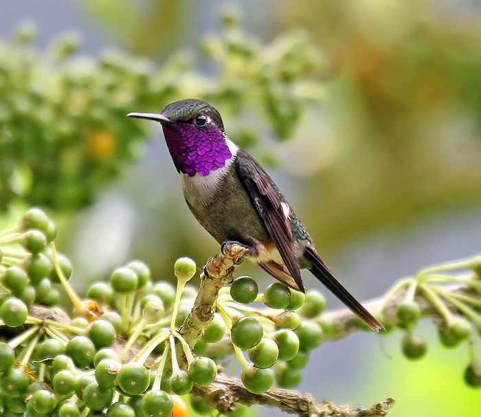 Purple-throated Woodstar - ML205480861