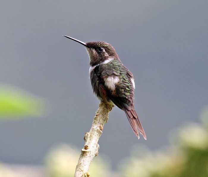 Purple-throated Woodstar - ML205480871