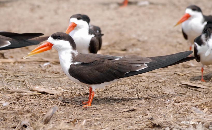 African Skimmer - Nik Borrow