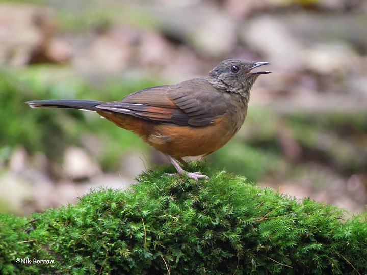 White-tailed Ant-Thrush - ML205481341