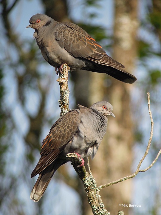 Dusky Turtle-Dove - ML205481441