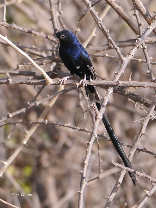 Steel-blue Whydah - ML205481551