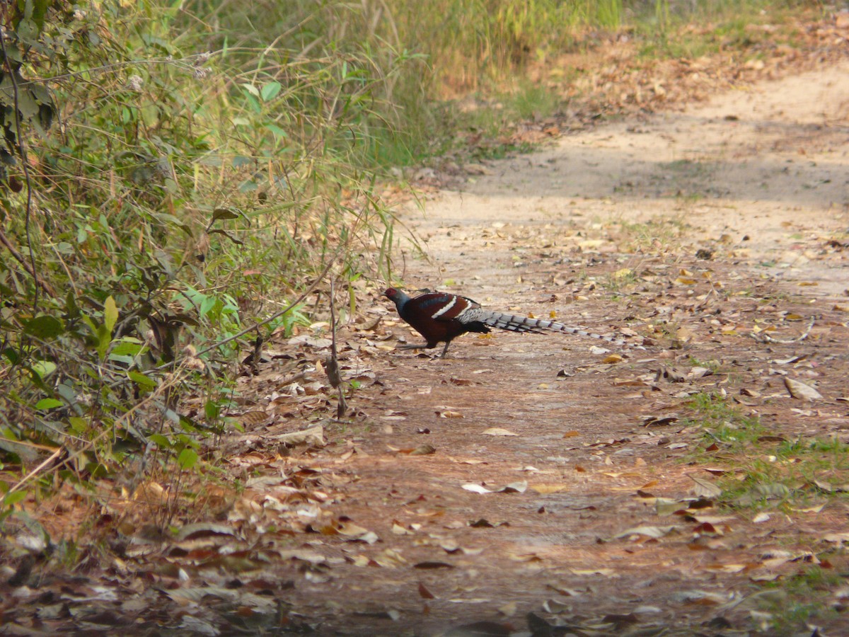 Mrs. Hume's Pheasant - ML205482221