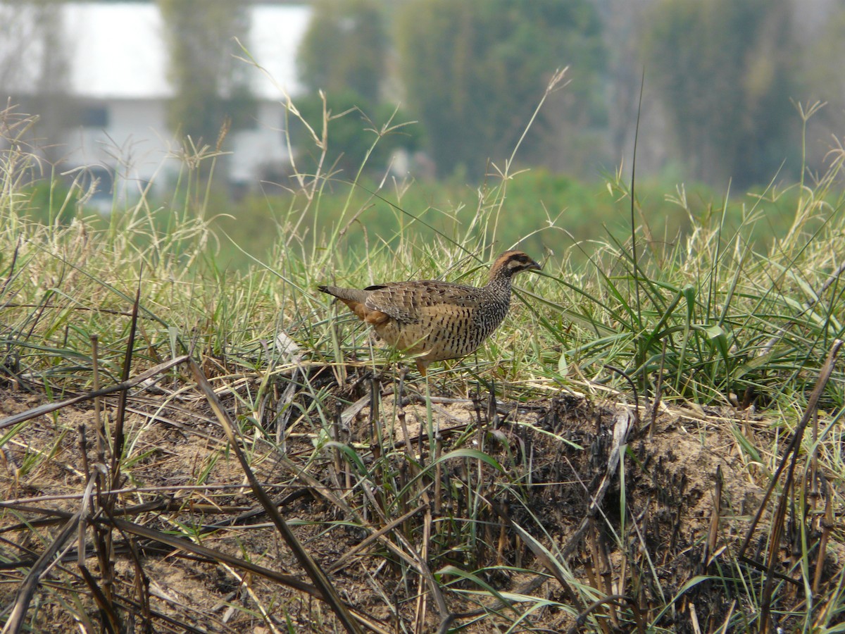 Chinese Francolin - ML205482231