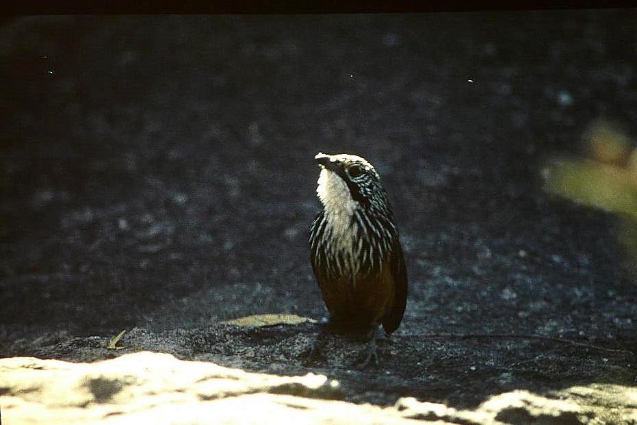 White-throated Grasswren - Peter Waanders