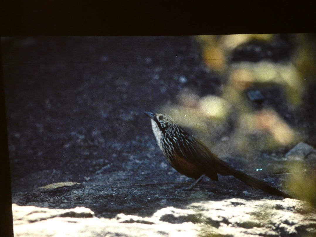 White-throated Grasswren - Peter Waanders