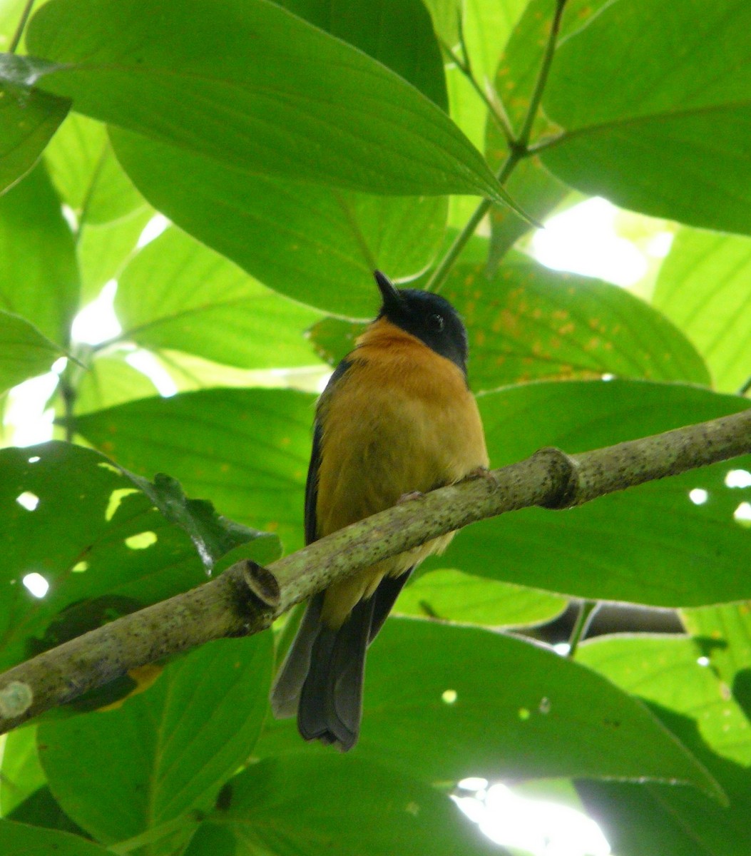 Sulawesi Blue Flycatcher (Sulawesi) - ML205482651