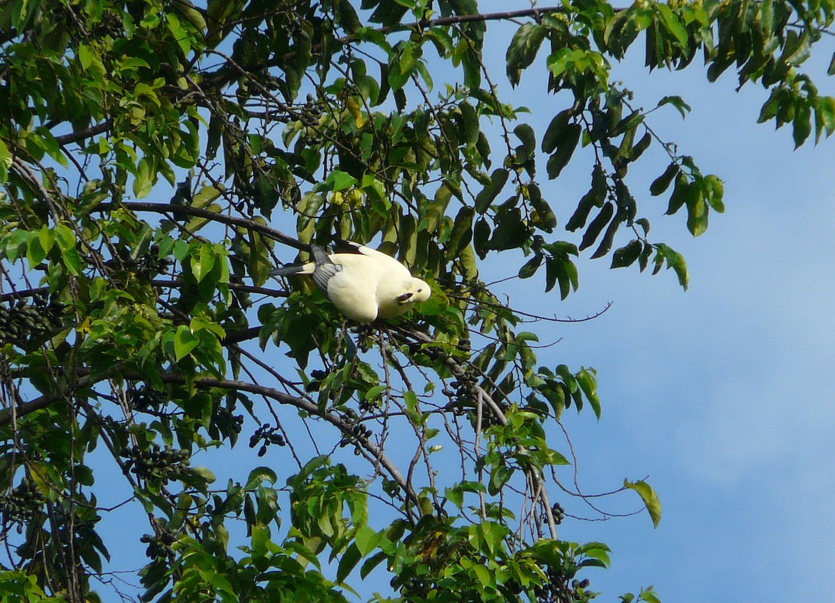 Silver-tipped Imperial-Pigeon - ML205482781