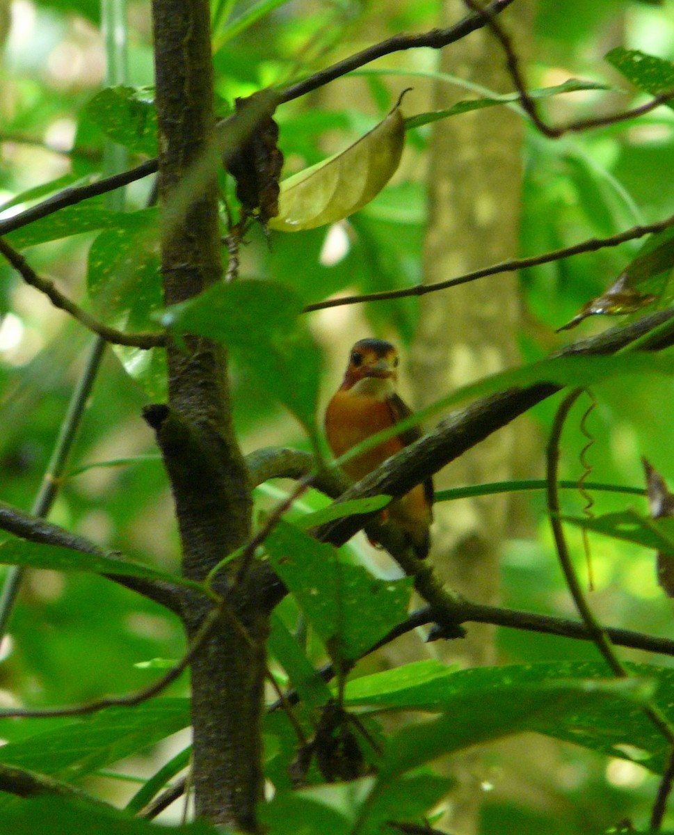 Sulawesi Dwarf-Kingfisher - ML205482811