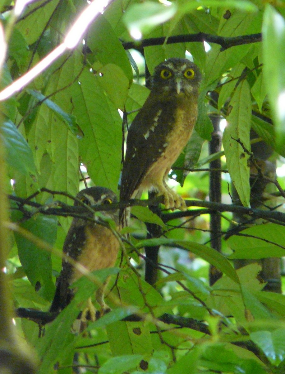 Ochre-bellied Boobook - Peter Waanders