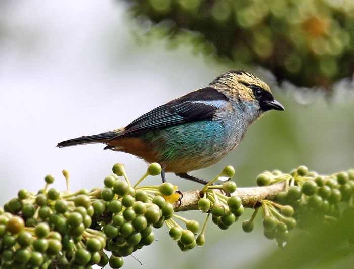 Metallic-green Tanager - ML205482891