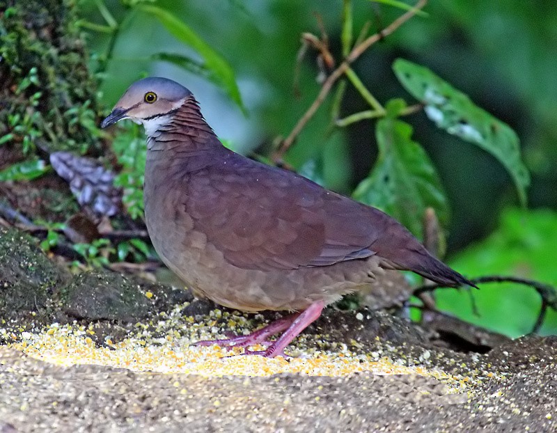 White-throated Quail-Dove - ML205482911