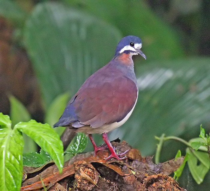 Paloma Perdiz Purpúrea - ML205483021