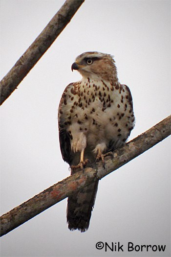 Congo Serpent-Eagle - ML205483211