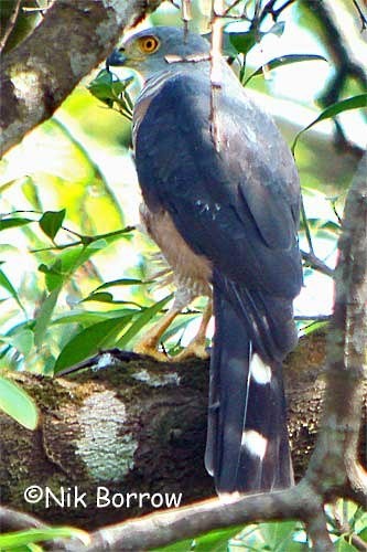 African Goshawk (Banded) - ML205483231