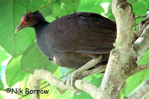 Melanesian Megapode - ML205483301