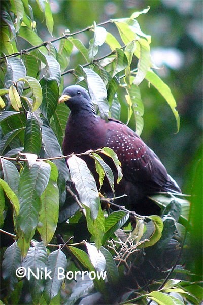 Maroon Pigeon - ML205483421