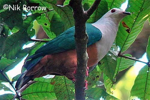 Finsch's Imperial-Pigeon - ML205483501