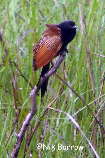 Black Coucal - ML205483551