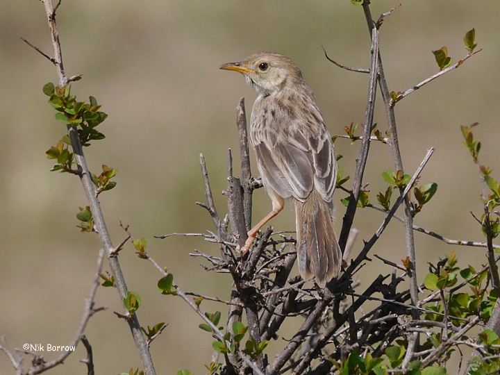 Rattling Cisticola - ML205483651