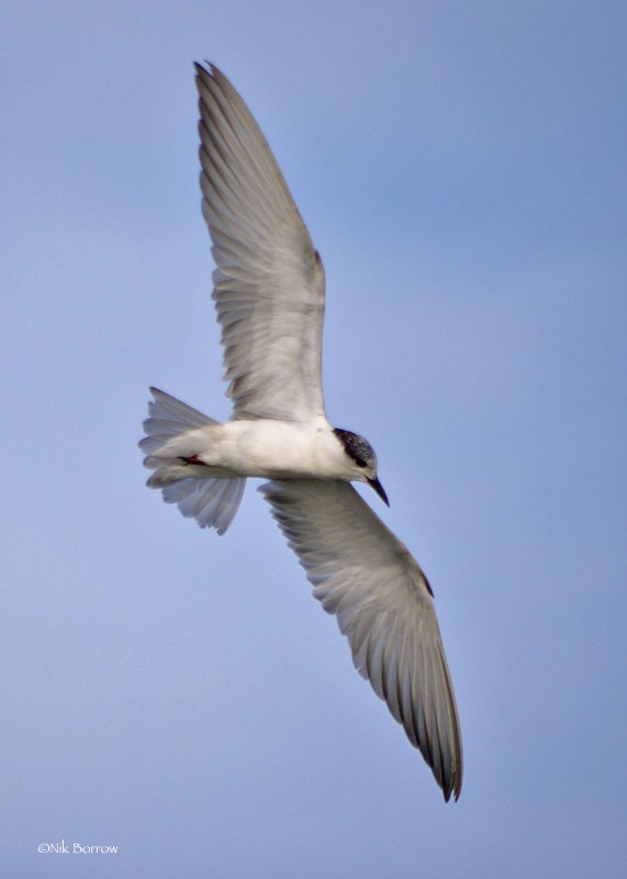 Whiskered Tern - Nik Borrow