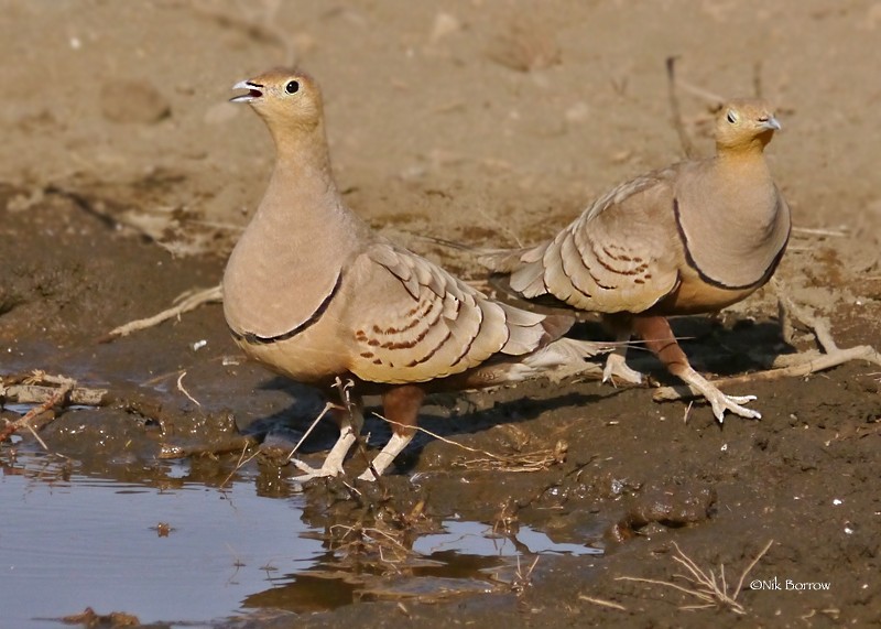 Chestnut-bellied Sandgrouse (African) - Nik Borrow