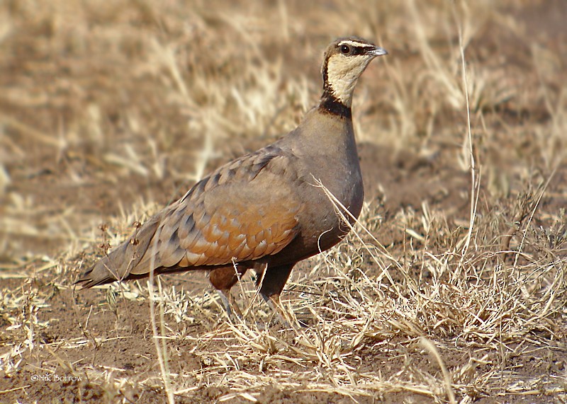 Yellow-throated Sandgrouse - ML205483751