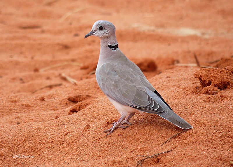 Ring-necked Dove - ML205483811