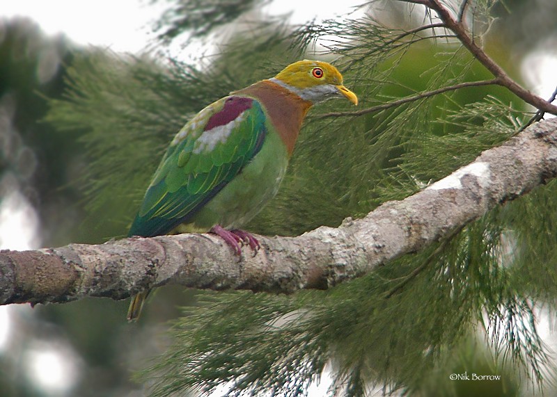 Ornate Fruit-Dove (Eastern) - Nik Borrow
