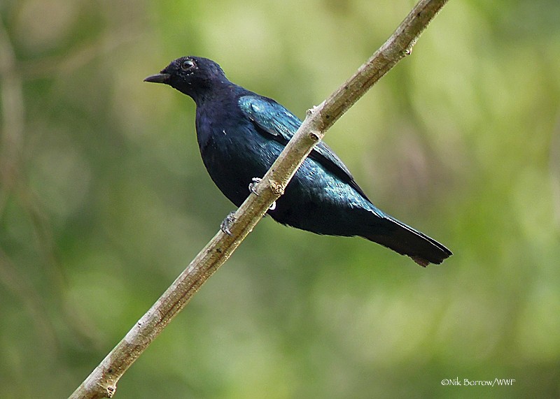 Purple-throated Cuckooshrike - ML205483871