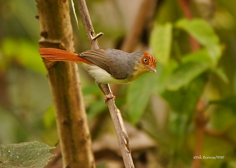 Chestnut-capped Flycatcher - Nik Borrow