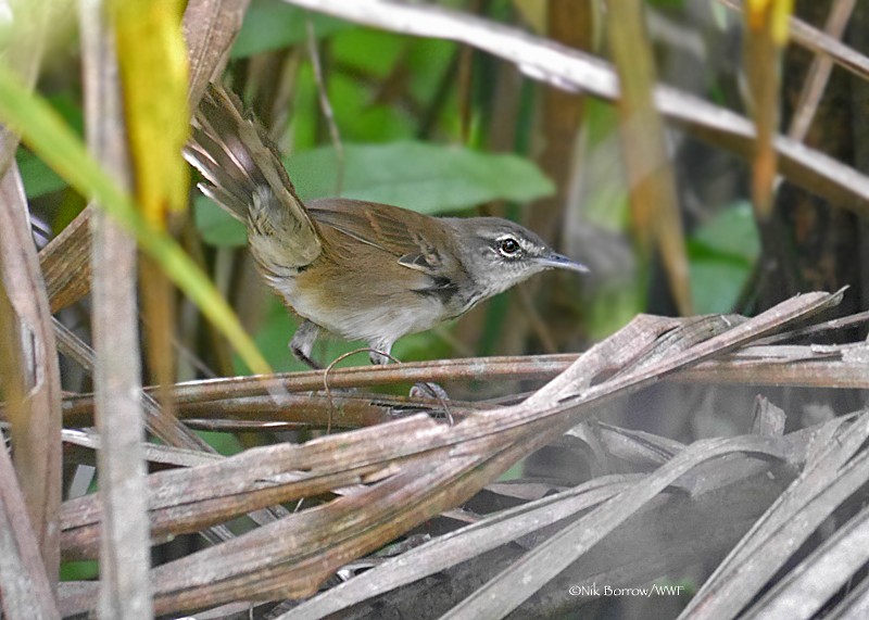 Dja River Swamp Warbler - ML205483991