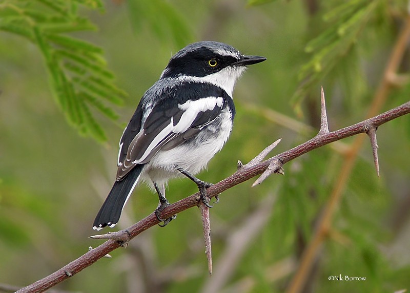 Pririt Batis - ML205484001