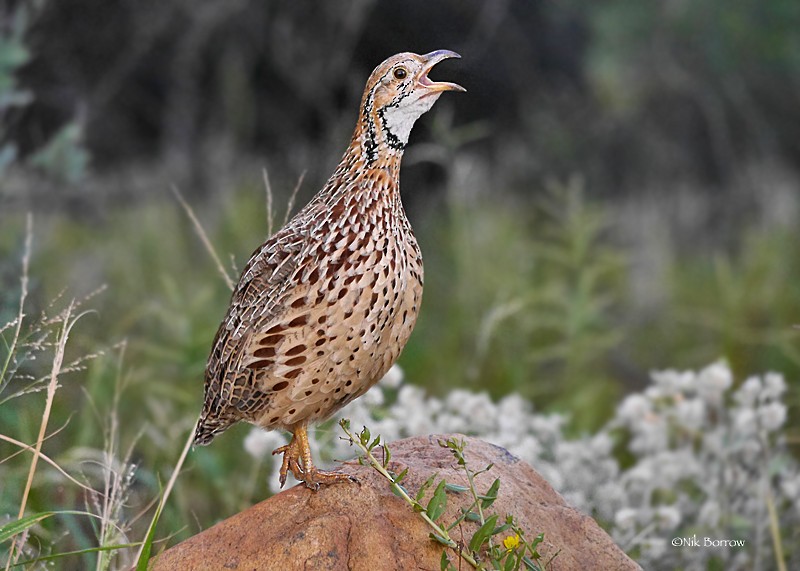 Orange River Francolin (Orange River) - ML205484021