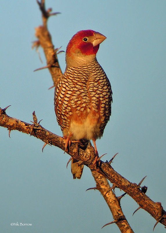 Red-headed Finch - Nik Borrow