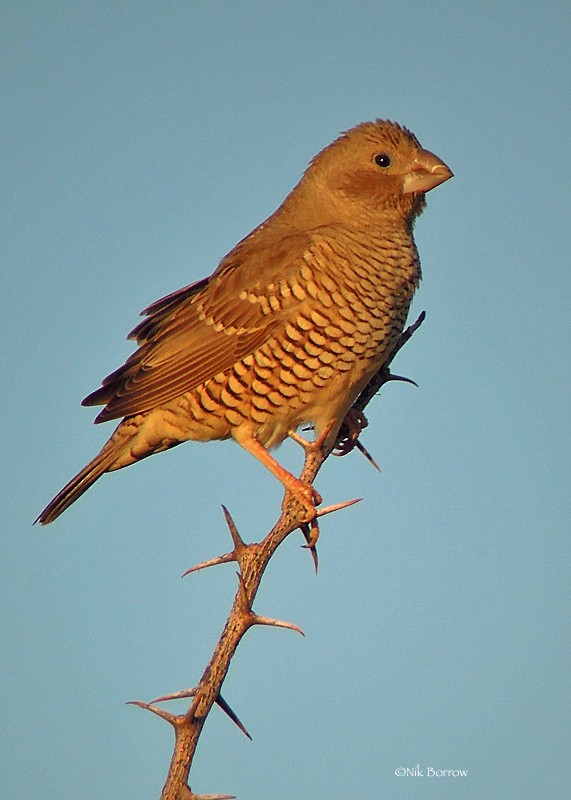 Red-headed Finch - Nik Borrow