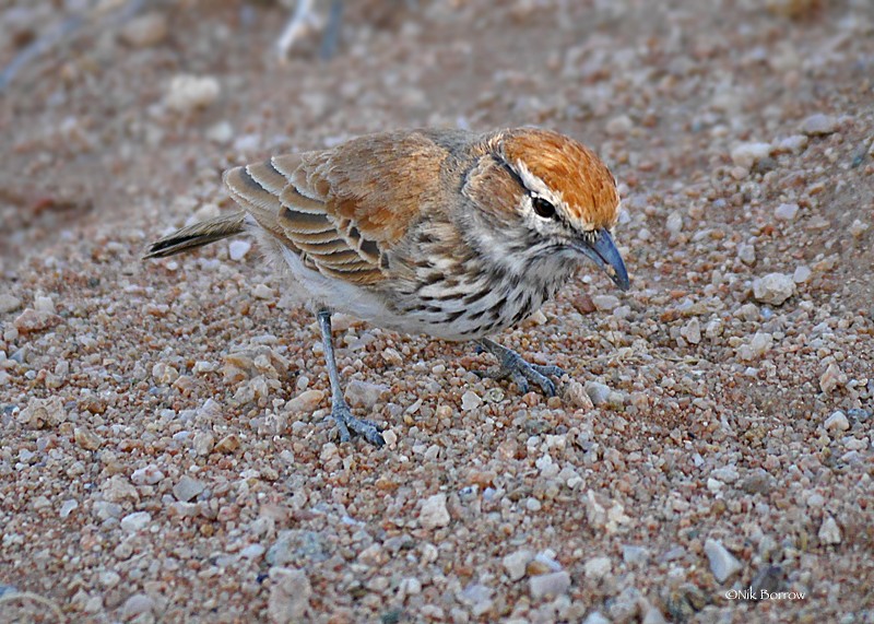 Dune Lark (Cave's) - ML205484081