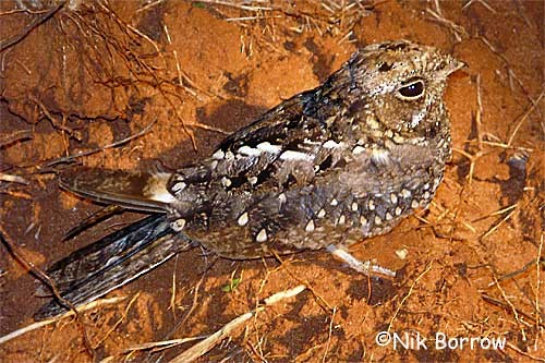 Sombre Nightjar - ML205485131