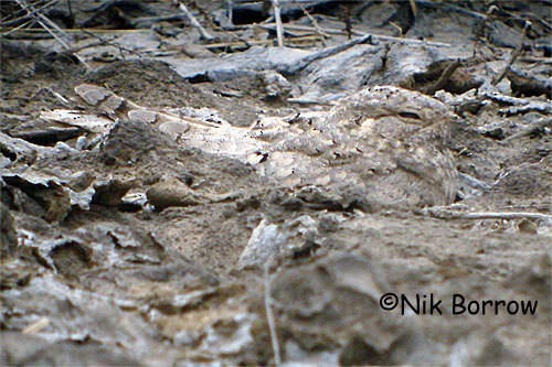 Egyptian Nightjar - ML205485141