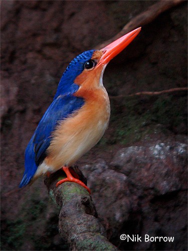 Malachite Kingfisher (Principe) - ML205485191