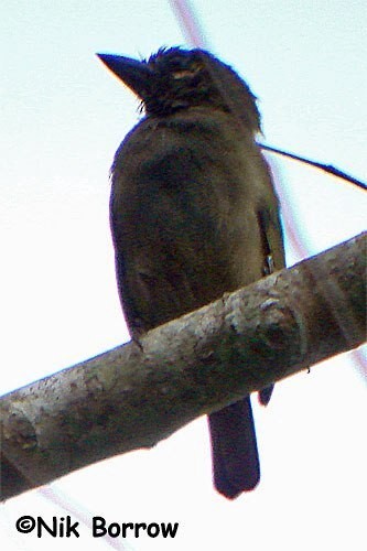 Olivbartvogel (olivacea) - ML205485311