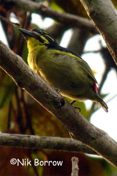 Rotbürzel-Bartvogel - ML205485331