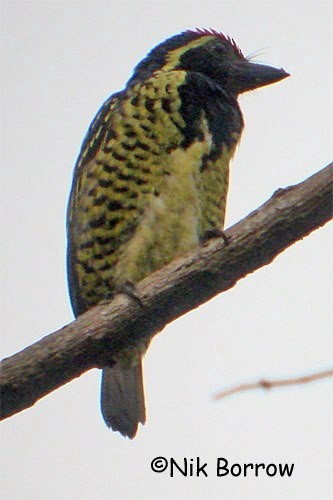 Yellow-spotted Barbet - ML205485341