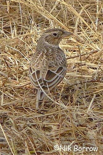 Singing Bushlark (Singing) - Nik Borrow