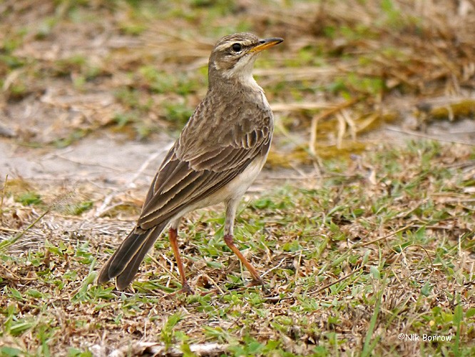 Pipit à longues pattes - ML205485611