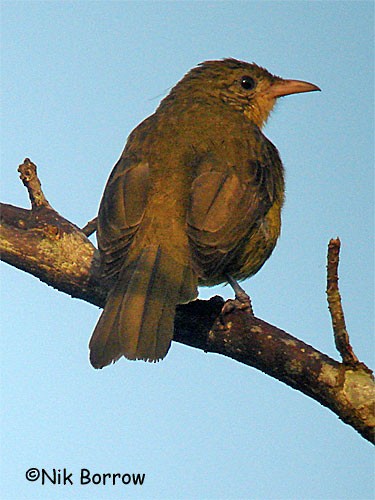 Golden Greenbul - ML205485701