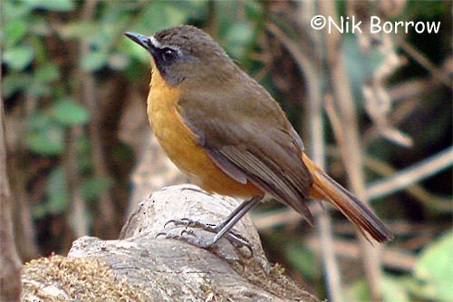 Mountain Robin-Chat (Highland) - Nik Borrow
