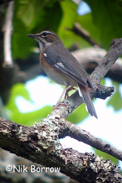 Miombo Scrub-Robin - ML205485841