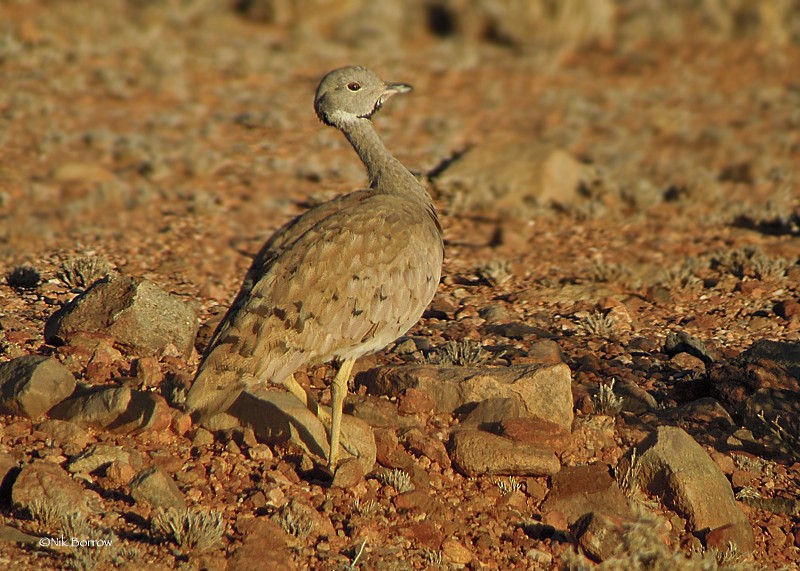 Sisón del Karoo - ML205485881